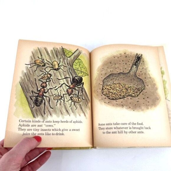 Vintage Rand McNally Publisher The Busy Ants Nonfiction Children’s Learning Book - Picture 7 of 12